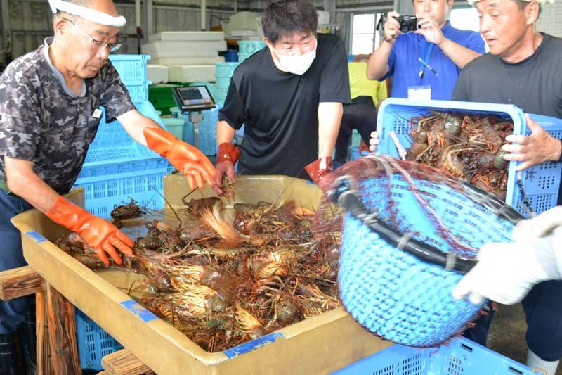 【動画あり】伊勢エビ初水揚げ　近年まれに見る大漁「かかりすぎで心配なぐらい」　いすみ・大原漁港