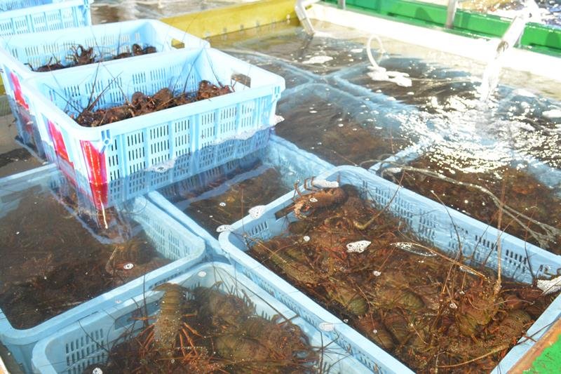 初水揚げされた伊勢エビ
