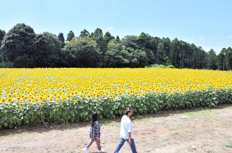 真夏に鮮やか“黄色のじゅうたん”　多古で９万本のヒマワリ見頃