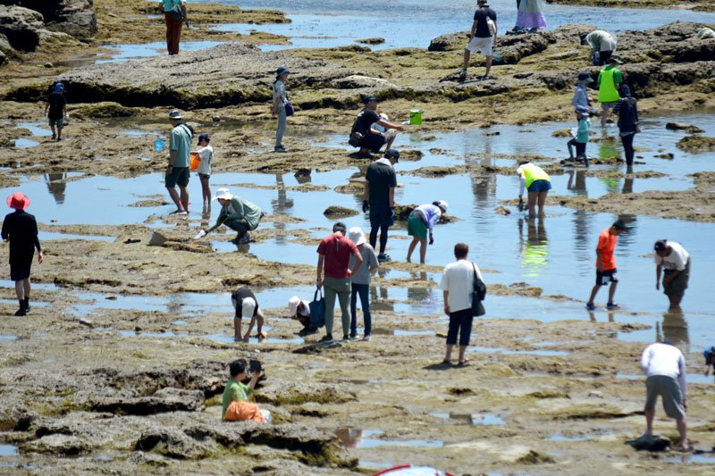 常設展示、五感使い解説　じかに磯の生き物観察　県立中央博物館分館・海の博物館　【涼んで学ぶ県南ミュージアム巡り】（２）