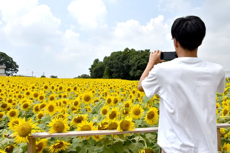 八街市内の落花生製造・販売会社「ますだ」の“休耕畑”で見頃を迎えた「市の花」ヒマワリ＝１３日、同市八街ろ