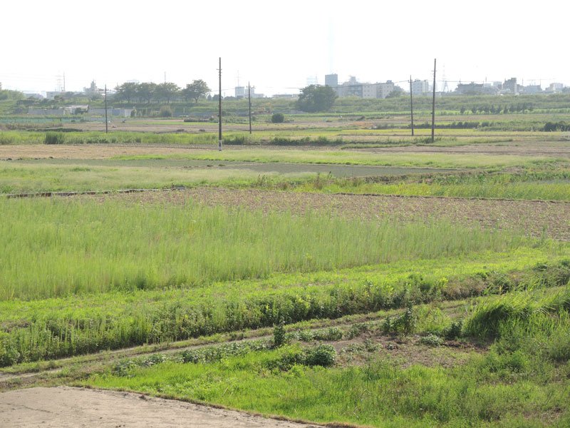 都心１５キロ圏内に唯一残る広大な田園地帯とされる松戸市・矢切地区＝２０２３年８月、同市