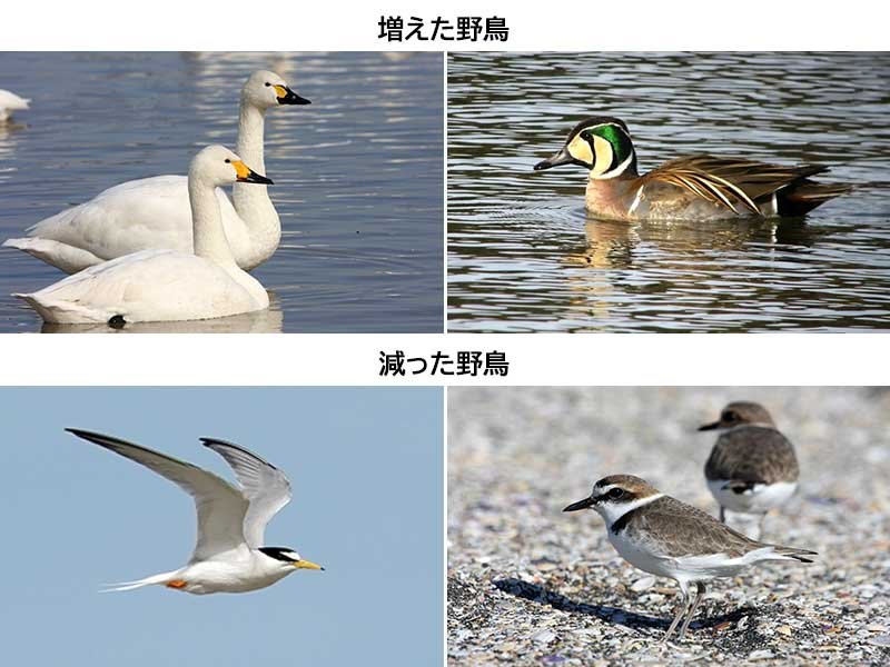 観察５０年、千葉の鳥網羅　国内７２％４６１種、環境も紹介　県野鳥の会記念目録刊行