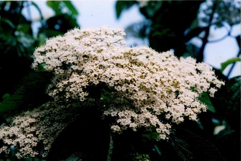 ガマズミの花＝２００７年５月１４日、千葉市（初芝清氏撮影）
