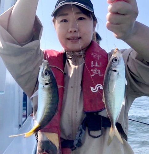 木更津沖で釣り上げたアジ（写真は「守山丸」提供）