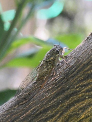 ツクツクボウシ　ピッチ早い「求婚音」　成田篤彦　【房総の草木虫魚】（４３３）
