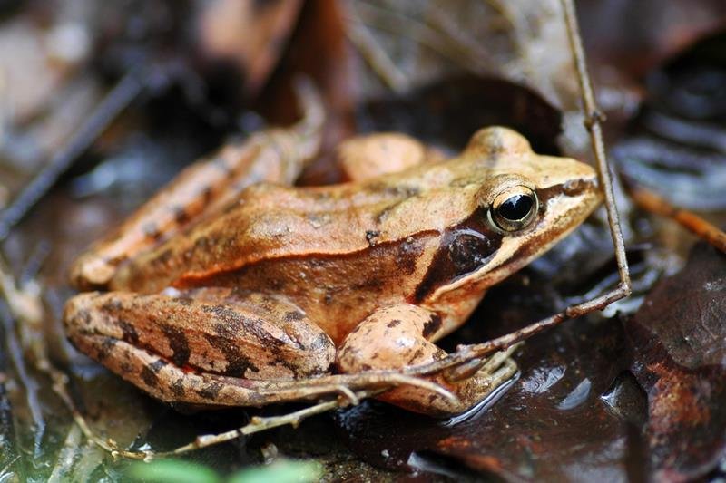 ヤマアカガエル　広い森林のシンボル　成田篤彦　【房総の草木虫魚】（４３５）