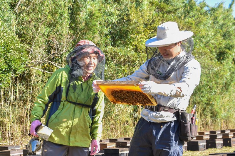 館山に越冬ミツバチ　北国から続々お引っ越し