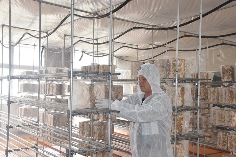 教室内にずらりと並べられたキクラゲの菌床＝２０日、館山市
