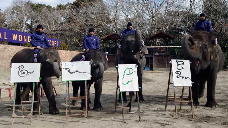 ゾウ４姉妹、達筆書き初め　長い鼻で器用にヘビ描く　市原ぞうの国