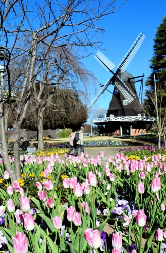 冬に"春"咲く　鮮やかアイスチューリップ見頃　ふなばしアンデルセン公園