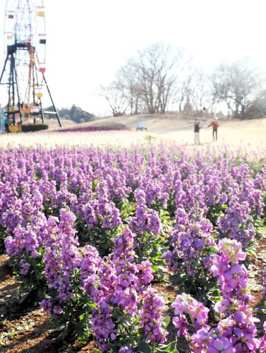 菜の花、チューリップ、ストック　春の彩り一面に　袖ケ浦・東京ドイツ村