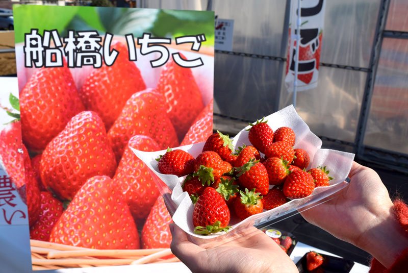 早春の味出来栄え披露　旬迎えた「船橋のイチゴ」　若手生産者、栽培に挑戦