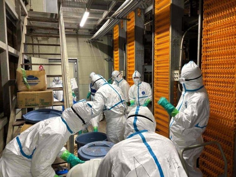 鳥インフルエンザの陽性が確認された養鶏場で防疫措置を行う県職員＝１２日、銚子市（千葉県提供）