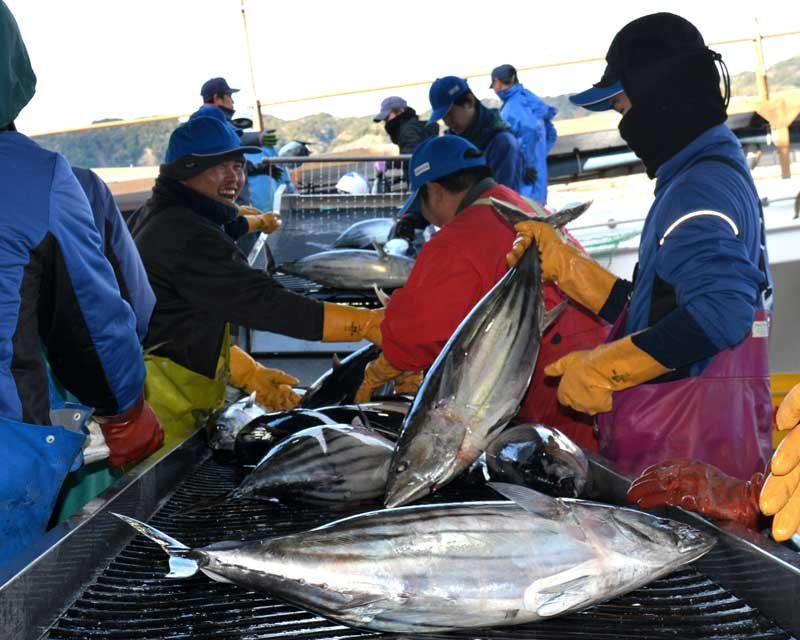 初ガツオ、港町に活気　千葉・勝浦　中型サイズ中心に１３トン　一番船は三重県の漁船