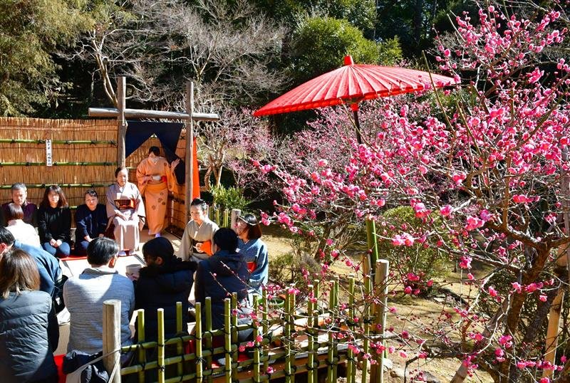 見頃を迎えた梅の花が咲く成田山公園で野点を楽しむ人々＝１５日、成田市
