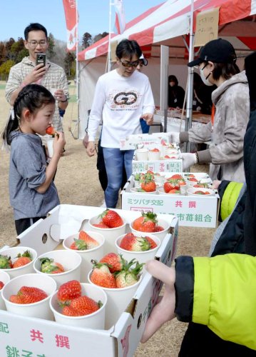 千葉市いちごマラソンの給水所でランナーに次々と“給イチゴ”を提供するスタッフ＝２月１５日、千葉市若葉区の千葉市民ゴルフ場