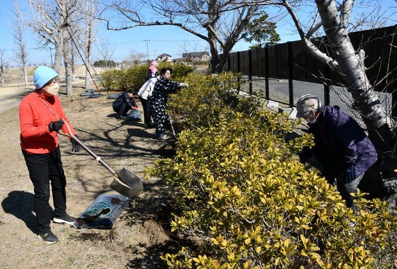 ツツジの手入れを行う佐原商工会議所女性会のメンバーら＝２６日、香取市の水郷佐原あやめパーク
