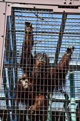 スマトラオランウータン「ウラン」初お目見え　市川市動植物園