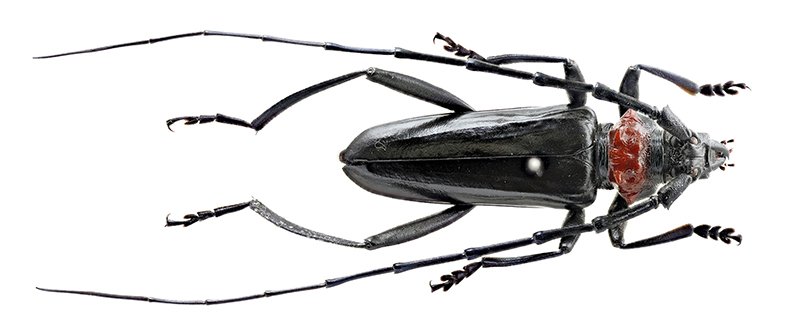雄のクビアカツヤカミキリの成虫（県立中央博物館提供）