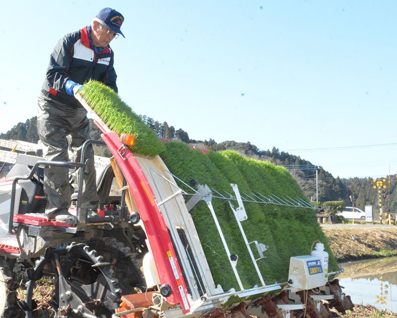 田植え機に緑色の早苗をセットする従業員＝２１日、いすみ市