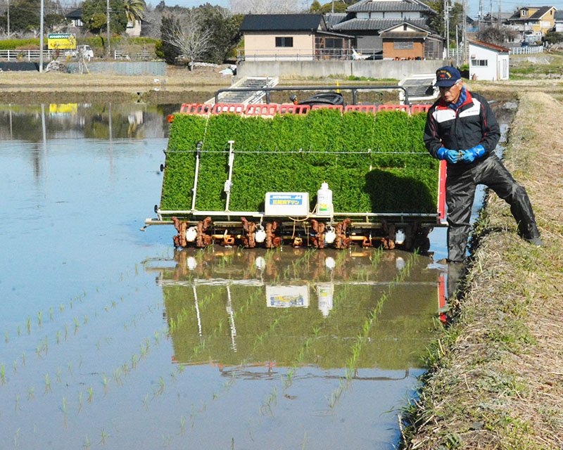いすみで早くも田植え　わせ品種「五百川」　収穫は７月２０日ごろ予定
