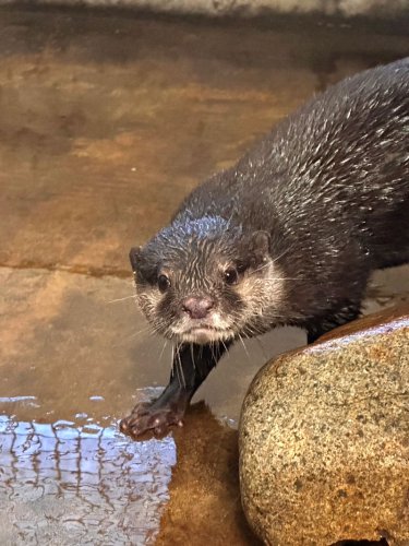 ツツジとジーノ仲間入り　繁殖目的で来園　市川市動植物園　「流しカワウソ」復活期待