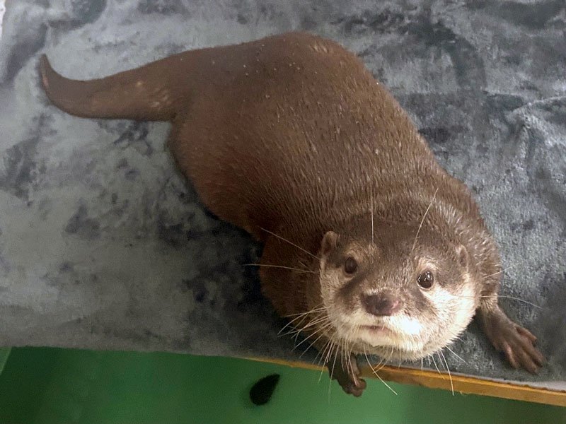 サンシャイン水族館から来園したジーノ（市川市動植物園提供）