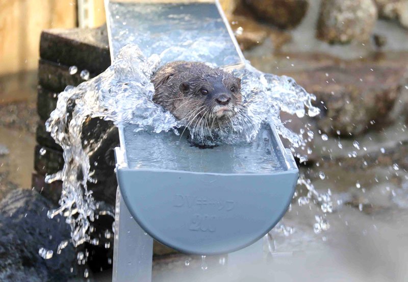 ツツジとジーノ仲間入り　繁殖目的で来園　市川市動植物園　「流しカワウソ」復活期待
