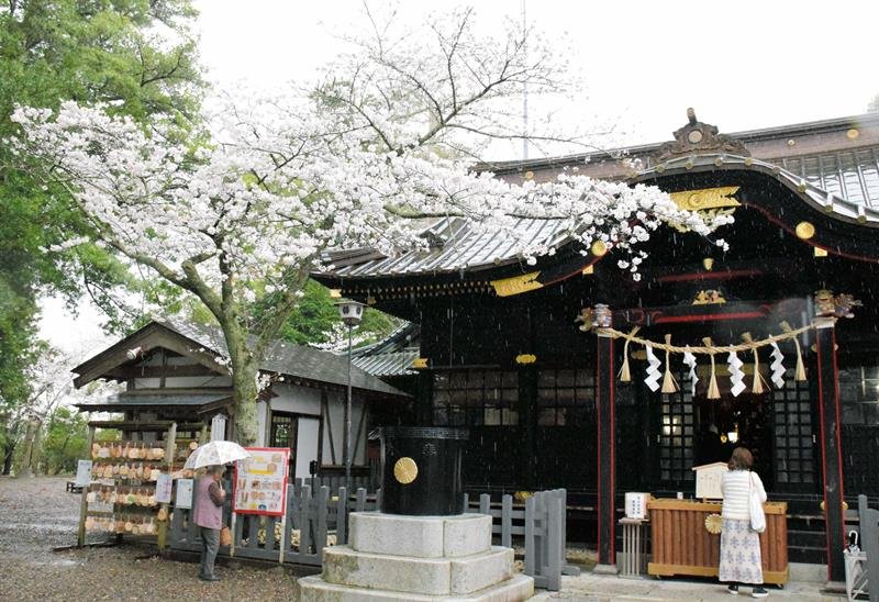 桜をおはらい、神楽奉納も　一宮・玉前神社で祭典