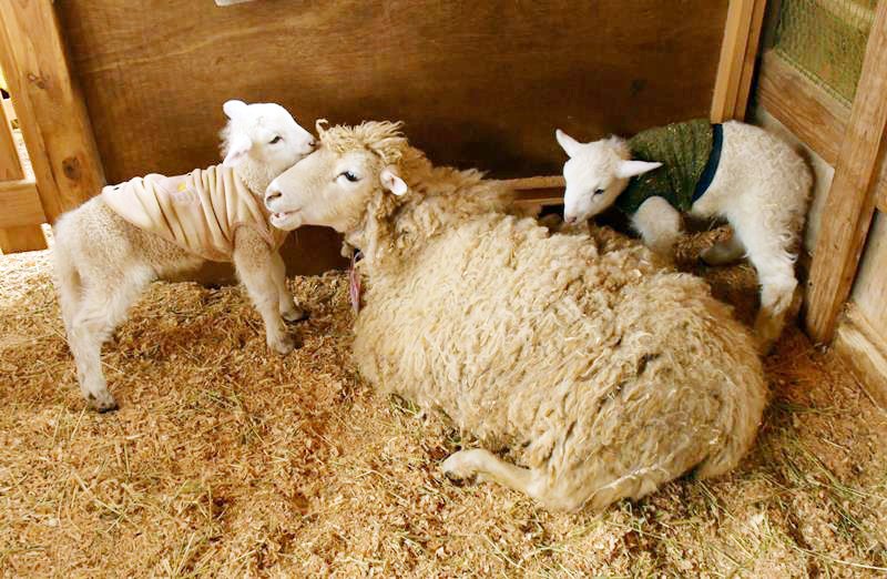 ふわふわ愛くるしい姿　赤ちゃんヒツジ、成田ゆめ牧場で誕生　
