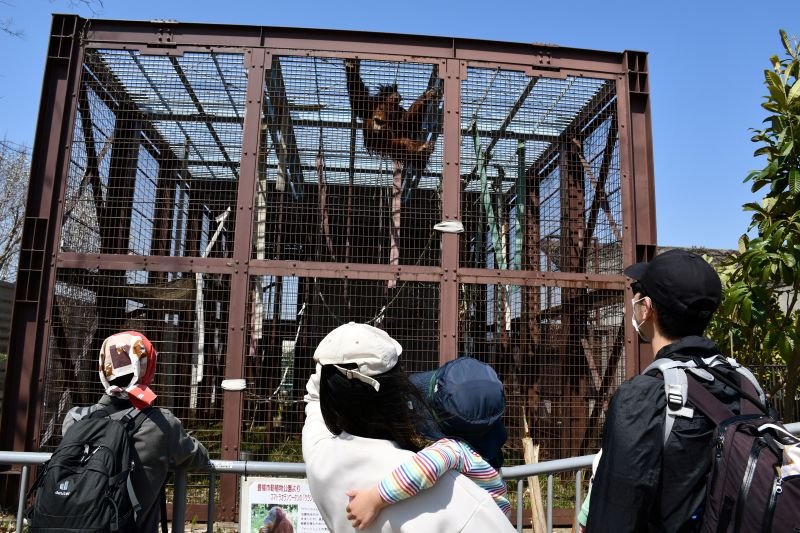 お披露目されたスマトラオランウータンのウランの姿に見入る来園者＝２２日、市川市動植物園