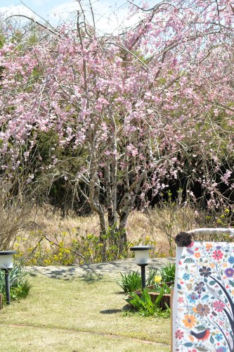 癒やし春らんまん　斎藤さんお庭公開　シダレザクラ間もなく見頃　大多喜、今月末まで