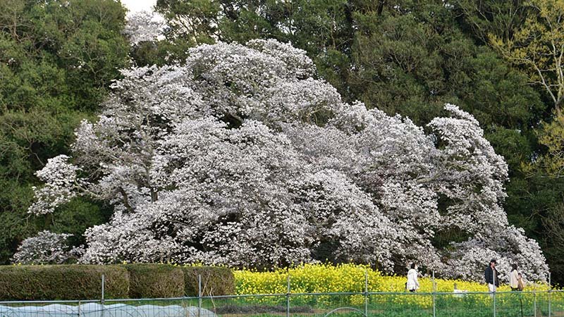 見頃を迎えたヤマザクラ「吉高の大桜」。樹齢４００年以上といわれる巨木による圧巻の景観＝７日、印西市