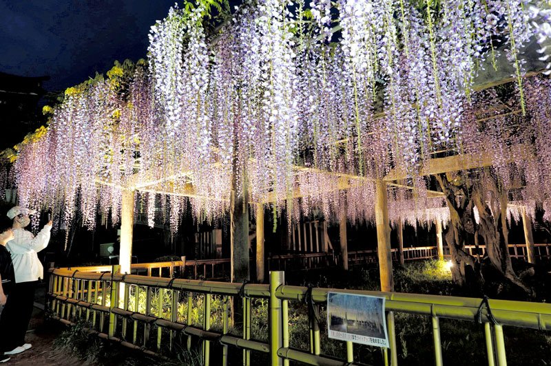 ライトアップされた古木の「臥龍の藤」＝２５日、銚子市の妙福寺