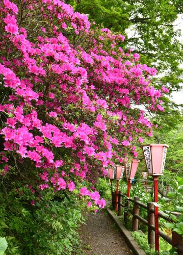 ツツジの季節到来　色鮮やか４千本　赤やピンク、新緑に映える　香取・小見川城山公園