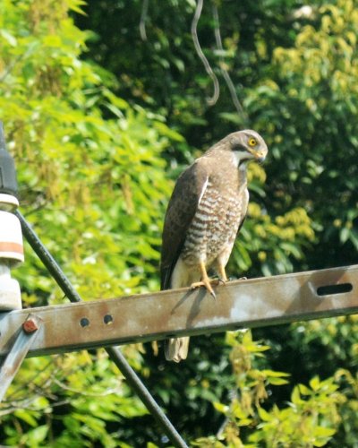 水田脇の電柱のサシバ　タカ目タカ科　カラス大の褐色のタカ、中国東北部とウスリーの周辺だけで繁殖。東南アジアで越冬。岩手・秋田両県から九州までの間で繁殖するが北日本では少ない。県選定最重要保護生物＝２０２５年４月１９日（筆者撮影）