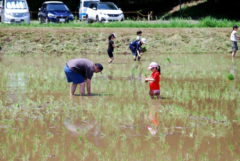 お米に注目「まず作り方知ろう」　千葉市で家族田植え体験会　農家の苦労を実感