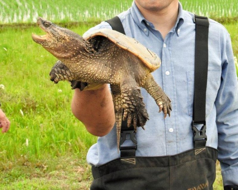 捕獲されたカミツキガメ＝１６日、佐倉市