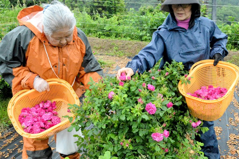 早朝から食香バラ「豊華」を収穫する有志女性ら＝１８日、大多喜町