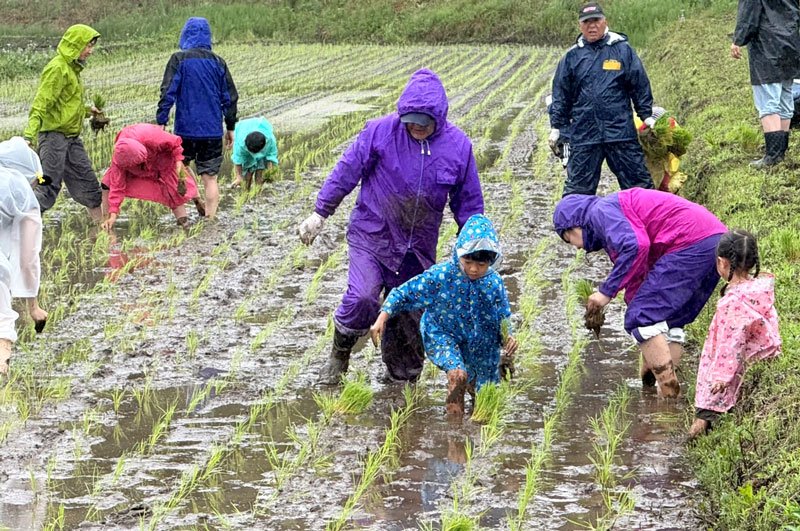 雨が降りしきる中、田植えに挑戦する参加者ら＝多古町