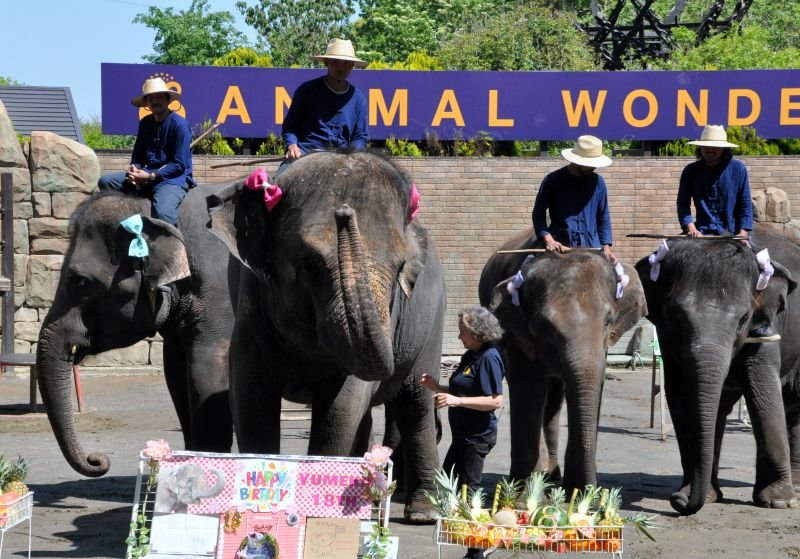 【動画あり】ゆめ花１８歳、誕生会　市原ぞうの国　歌や歓声で祝福