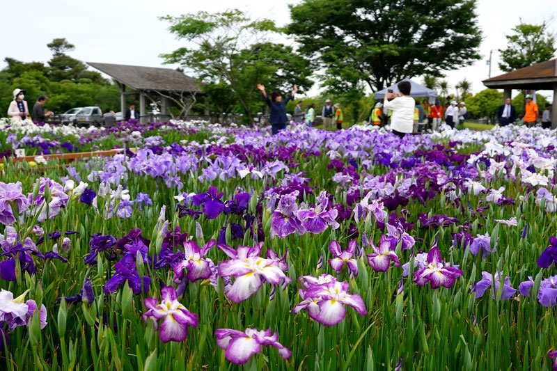 色鮮やかに咲き誇るハナショウブの花＝旭市