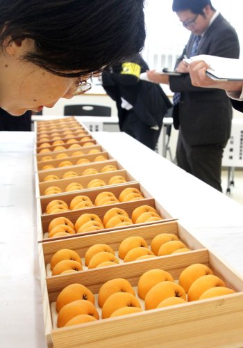 献上ビワ「味も一級品」　３年連続、岩井枇杷組合選定　南房総で選果式
