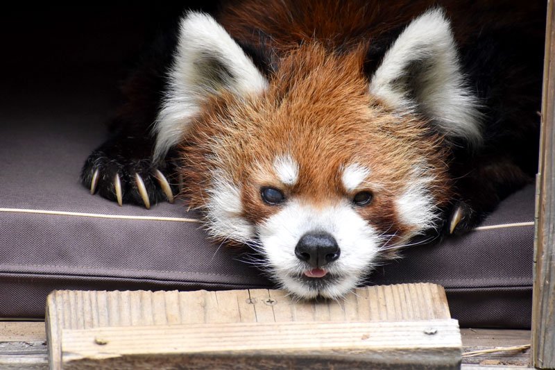 今年５月に撮影された風太（千葉市動物公園提供）