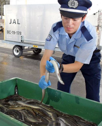 土用の丑の日を前に、成田空港で生きたウナギの輸入がピークを迎え、生きの良いウナギが続々と到着した＝１６日、成田市　