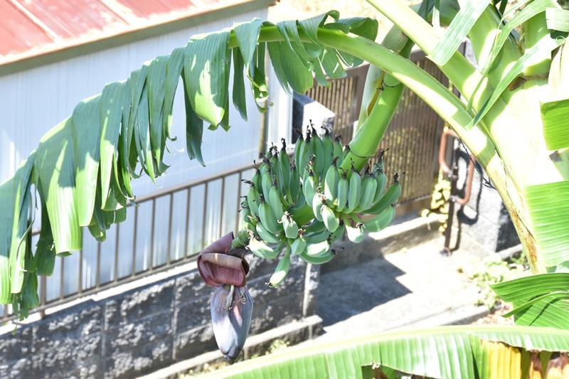 バナナ庭で実った！　千葉市緑区の鶴岡さん　２年連続「びっくりした」