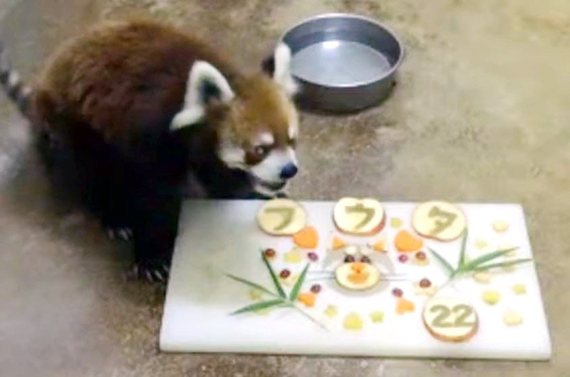 特製の“バースデーケーキ”を頬張る風太＝５日、千葉市若葉区（千葉市動物公園提供）