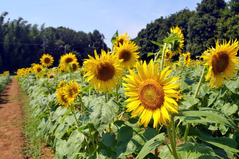 見頃を迎えた佐倉里山自然公園のヒマワリ＝４日、佐倉市
