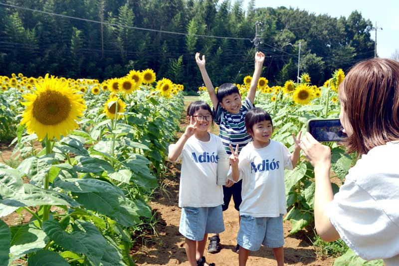 夏の太陽、咲き誇る　里山自然公園でヒマワリ５万本見頃　佐倉